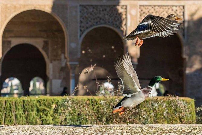 Alhambra Private/Small Group Tour & Nasrid Palaces Skip the Line - Price value check for a 3-hour Alhambra hit