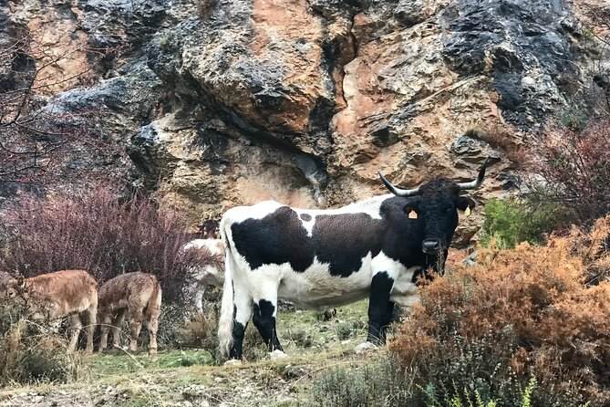 From Granada: Sierra Nevada Safari tour up to 2500 meters high - The guiding style, what you should listen for