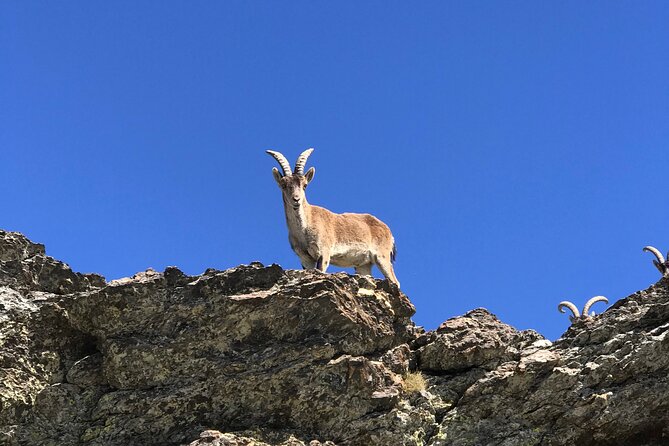 From Granada: Sierra Nevada Safari tour up to 2500 meters high - Value check: is $102.79 a fair deal for a 4x4 day up high?