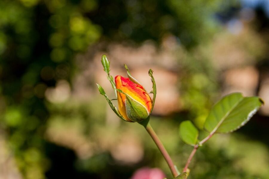 Granada: Alhambra Gardens, Generalife & Alcazaba Guided Tour - Who this tour suits best