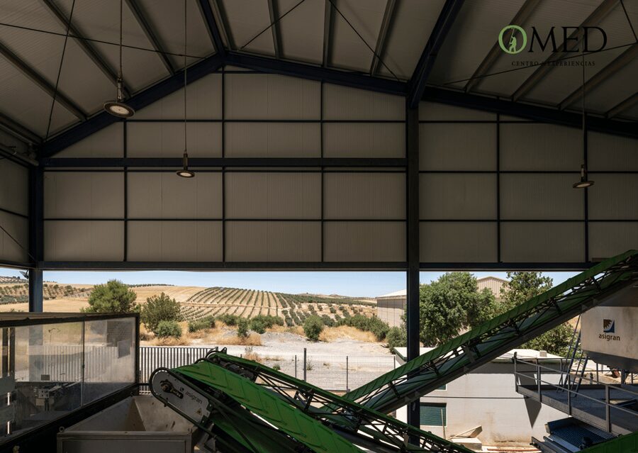 Granada in EVOO: Olive grove guided tour and sensory tasting - Should you book the Granada in EVOO tour at OMED?
