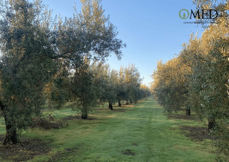 Granada in EVOO: Olive grove guided tour and sensory tasting - Granada in EVOO at OMED, the 2-hour EVOO lesson with real views