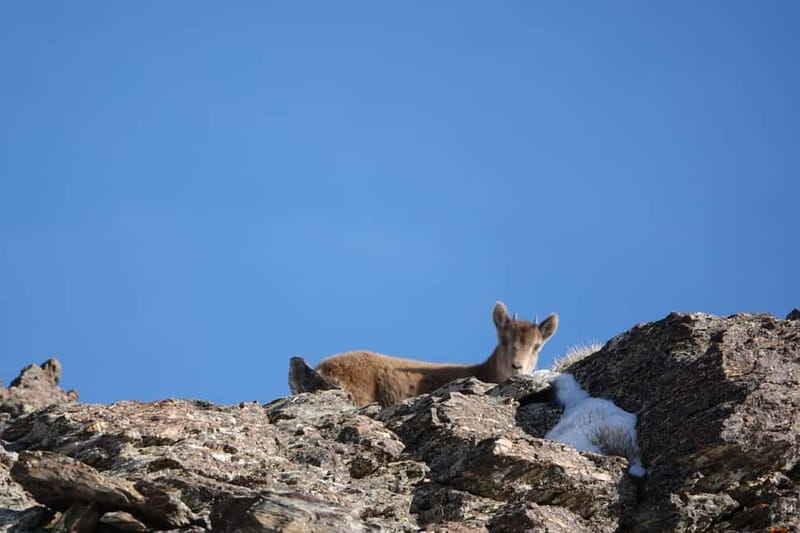 Granada: Sierra Nevada Safari Tour to 2500 m with a Drink - 2500 Meters at the Panoramic Hut: Your Drink and 90 Minutes to Breathe