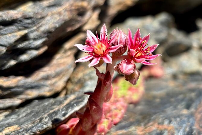 Hiking experience in the High Sierra Nevada National Park - Tajos del Campanario: The Big North-Face Payoff