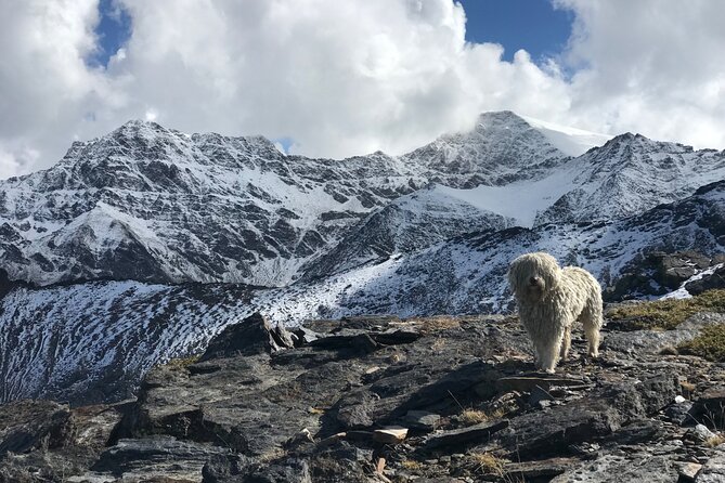 Hiking experience in the High Sierra Nevada National Park - San Juan Glacier Valley: Water, Wildflowers, and Wildlife On Early Legs