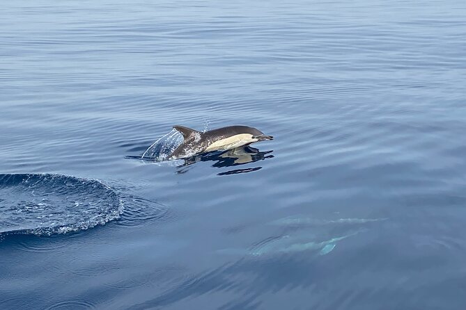 La Herradura: Sailboat with a view of dolphins-Shared - Dolphin Watching the Honest Way: Routes, Rhythm, and No Guarantees