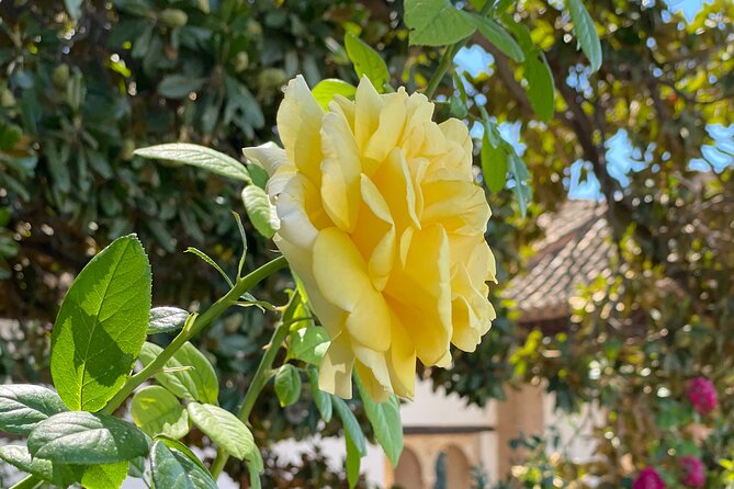Private Tour to The Alhambra and Generalife from Motril port - Generalife Gardens, the Sultan’s Summer Microclimate