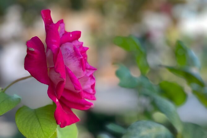 Private Tour to The Alhambra and Generalife from Motril port - Guides Make or Break It, and the Names You Might Hear