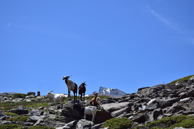 Sierra Nevada Tour (Granada) - Small-group van travel, and why it matters on mountain roads